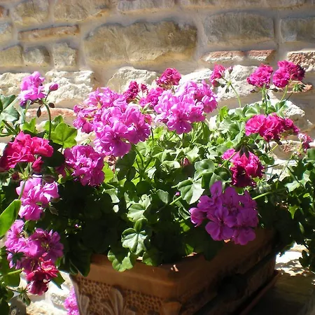 Casa Dei Tulipani * Smerillo